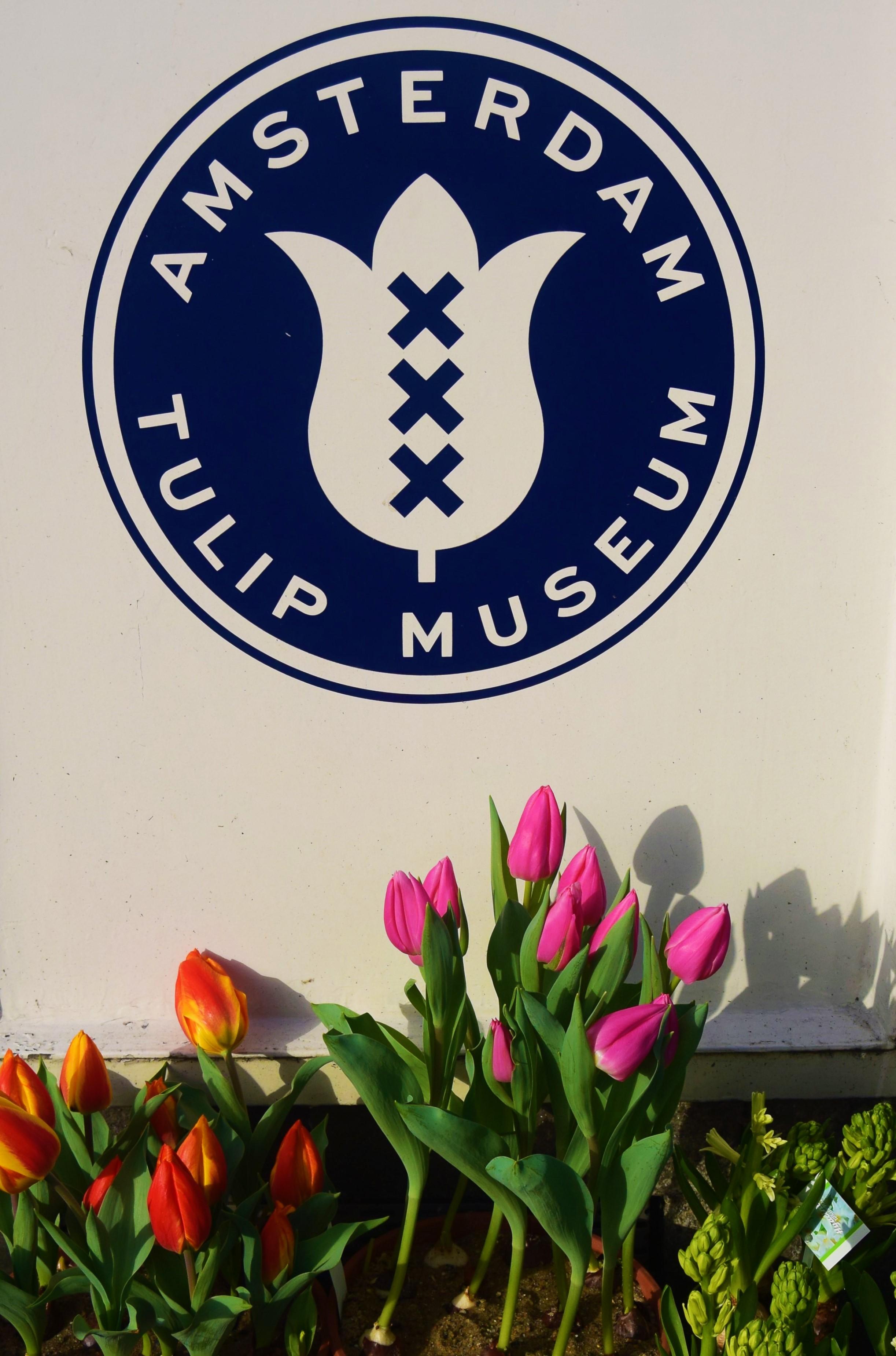 Фото Музей тюльпанов