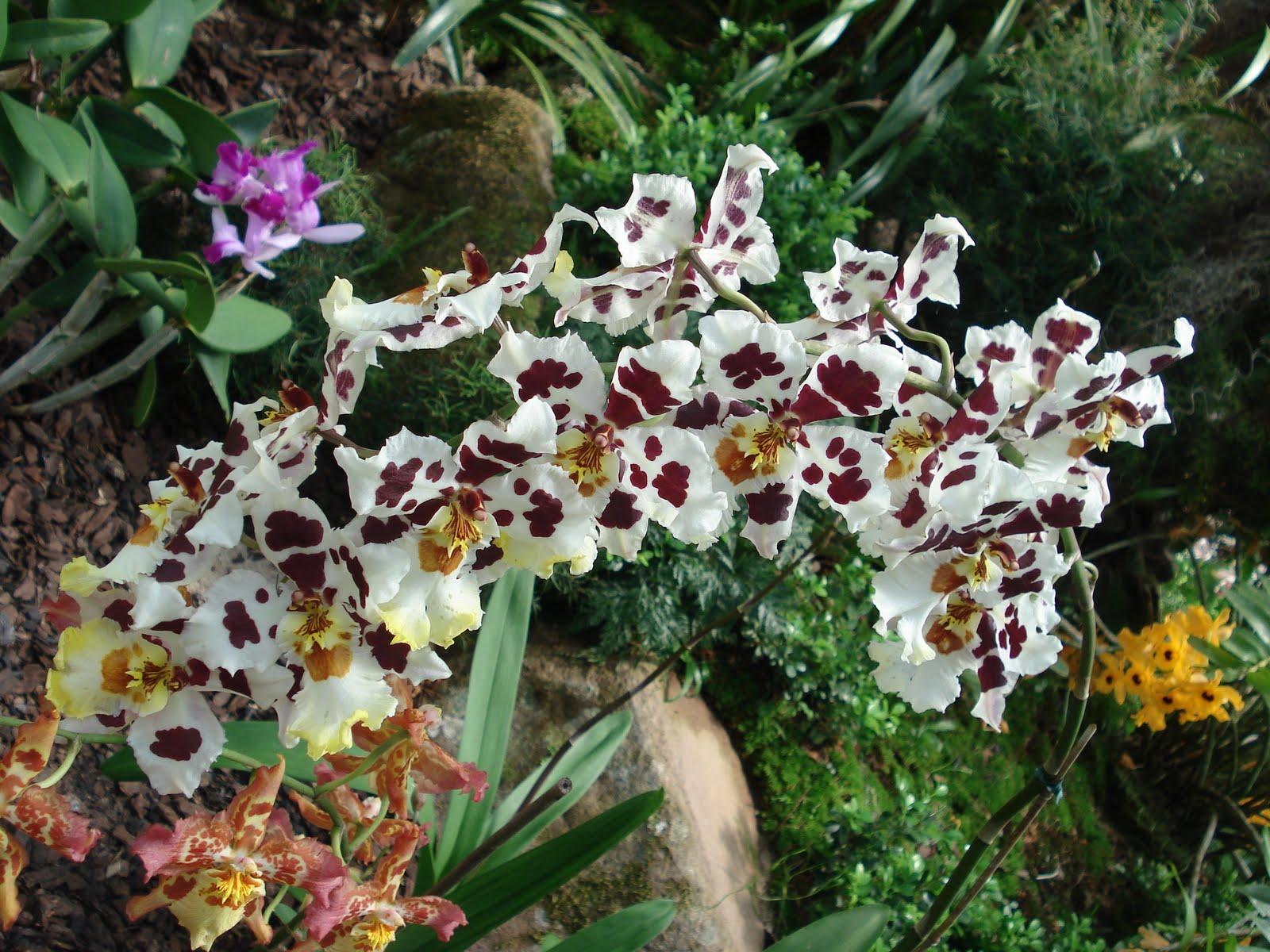 Фото Сад орхидей Аранда