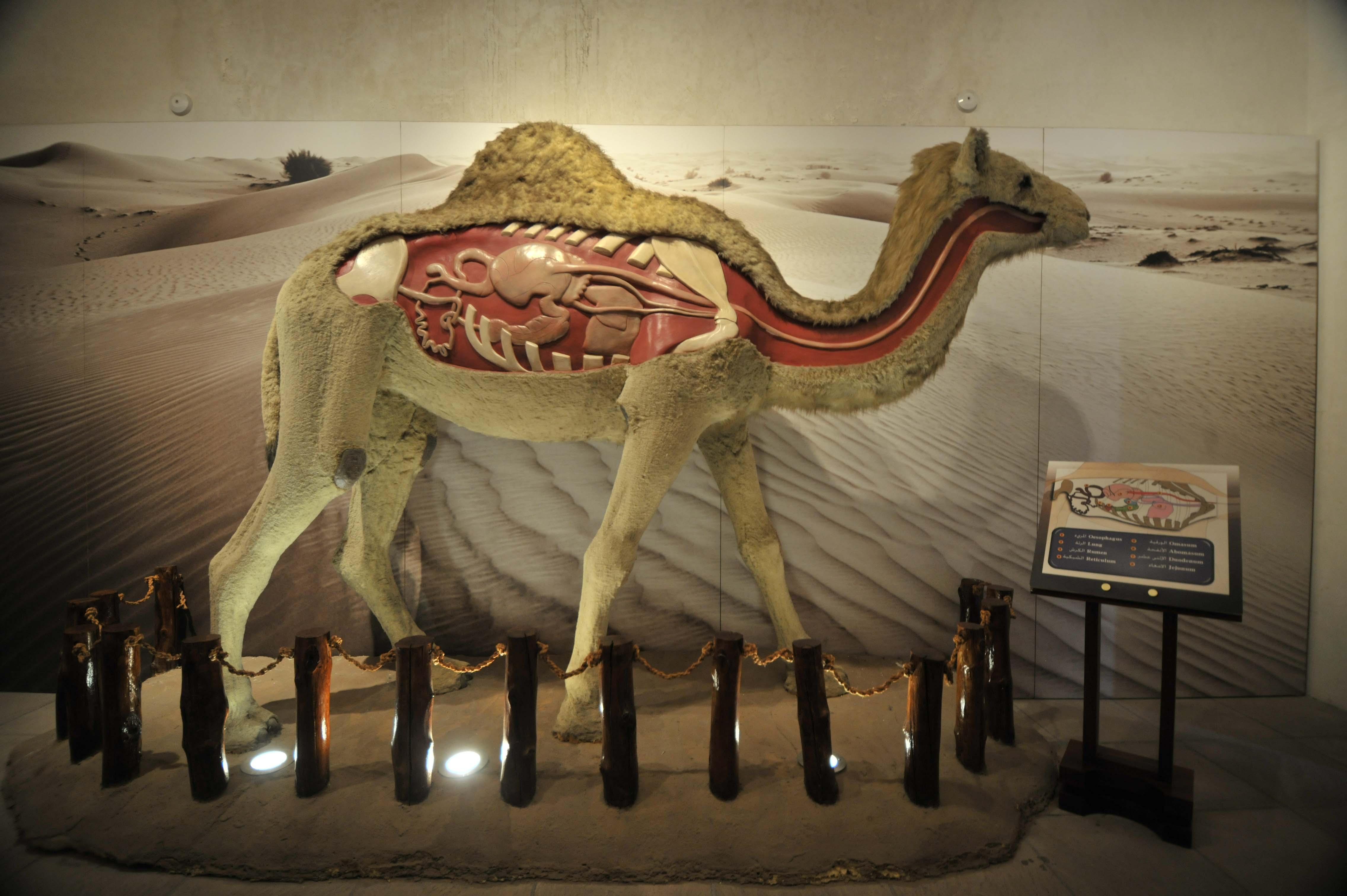 Музей верблюдов