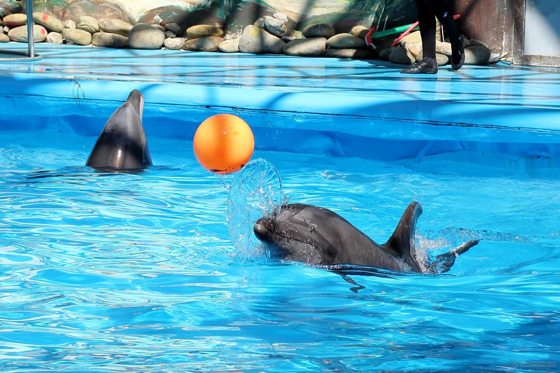 Фото Стамбульский дельфинарий