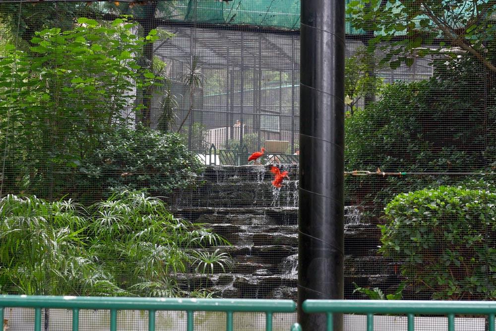Фото Зоопарк и ботанический сад Гонконга