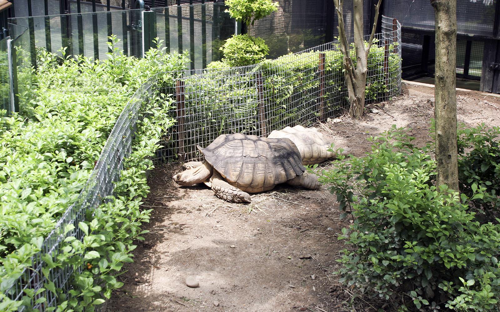 Фото Зоопарк и ботанический сад Гонконга