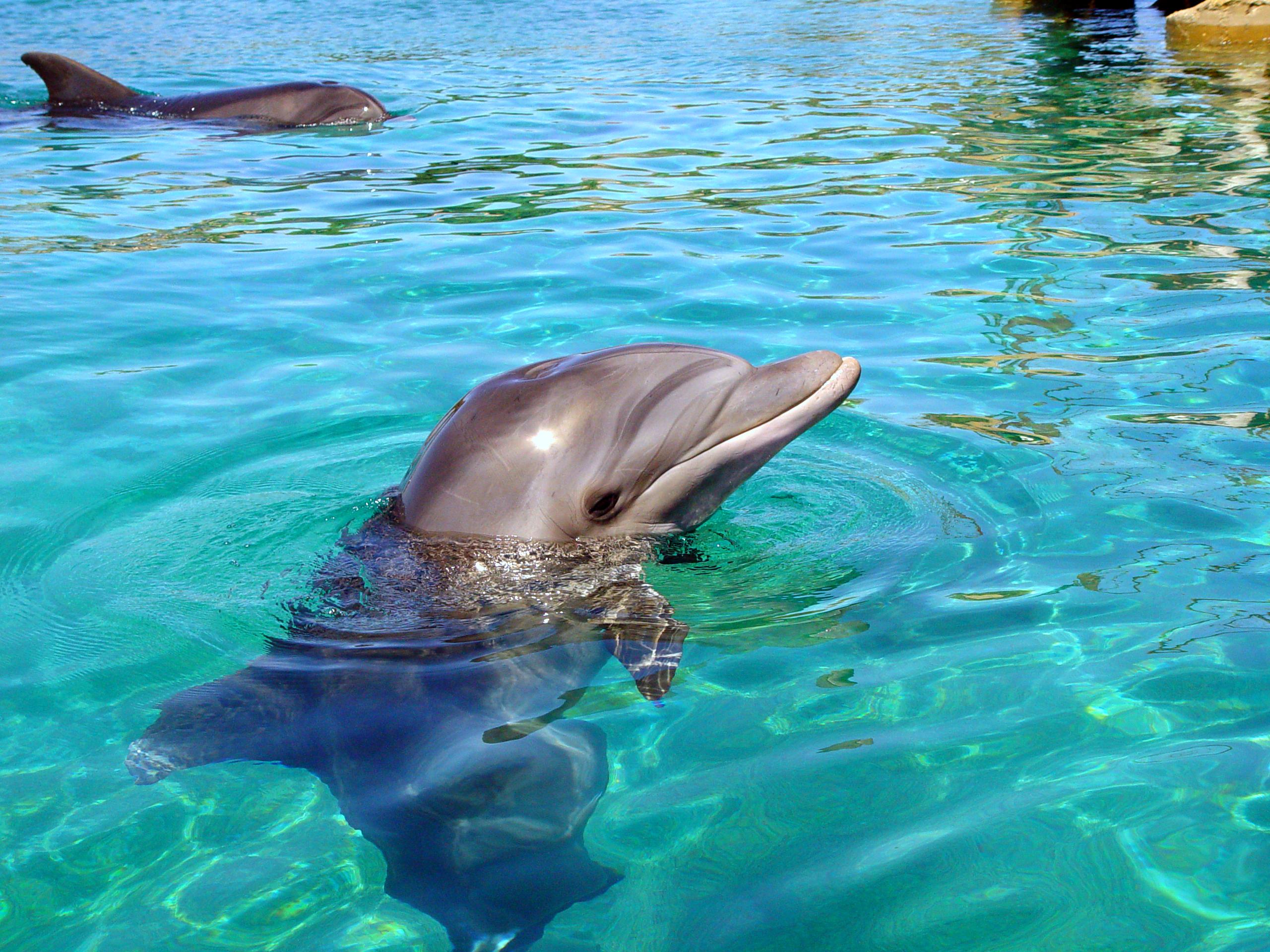 Залив Дельфинов