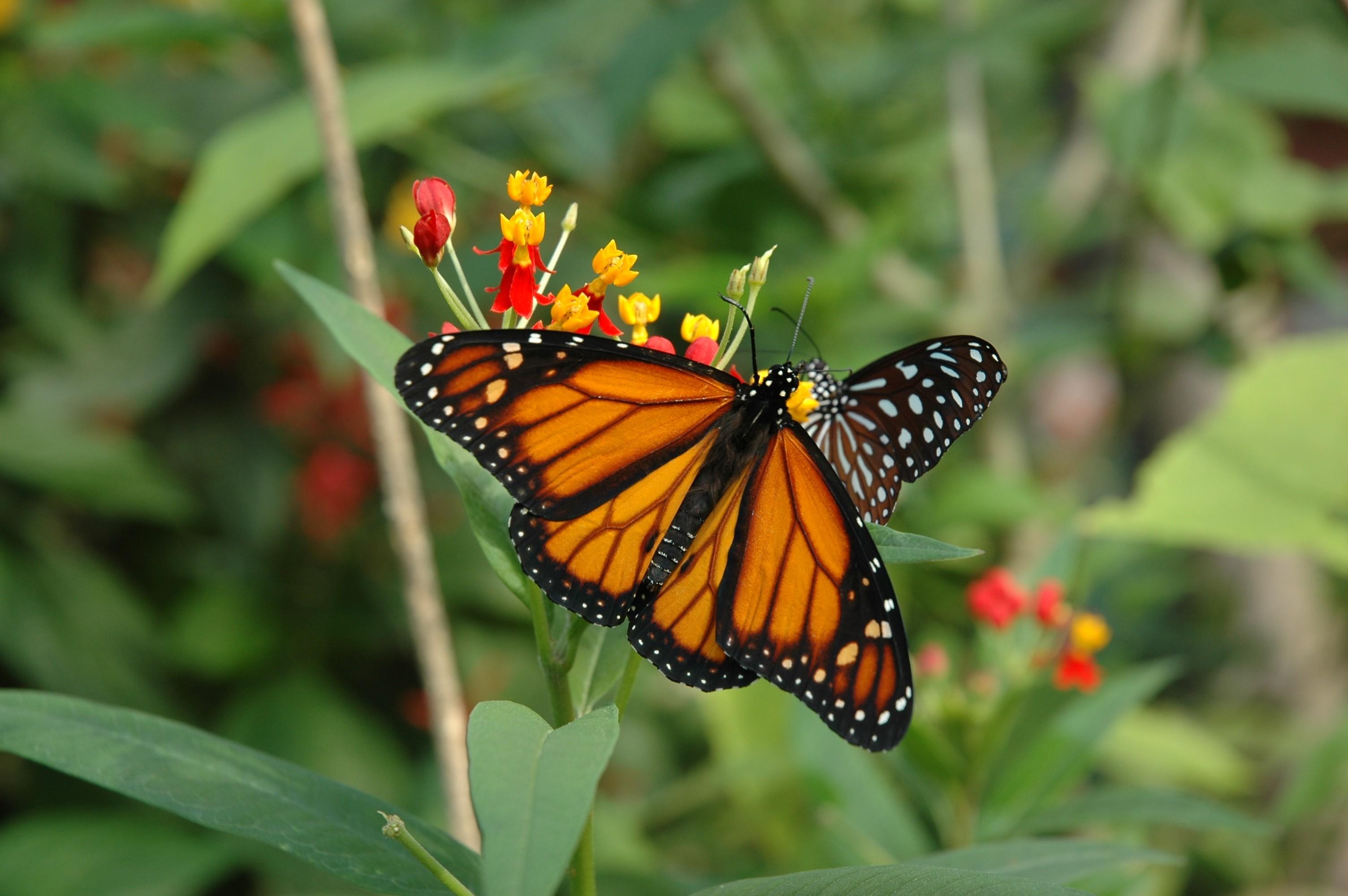 Зоопарк Papiliorama