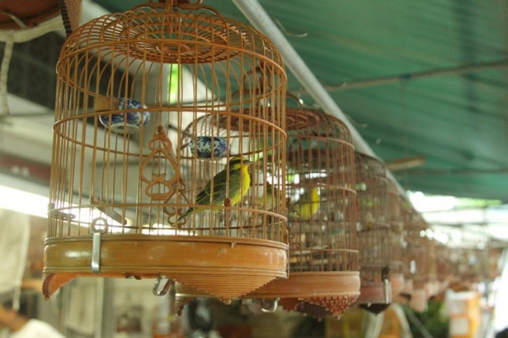 Фото Сад птиц в Гонконге
